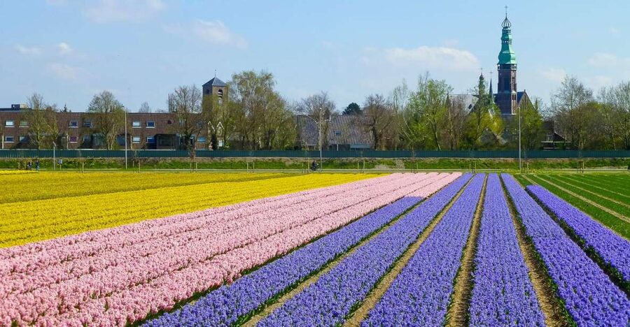 Keukenhof: Flower Fields Small-Group Cultural Bike Tour - Viewpoints and photo stops around Lisse