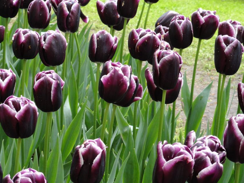 Keukenhof: Flower Fields Small-Group Cultural Bike Tour - How hard is the cycling?