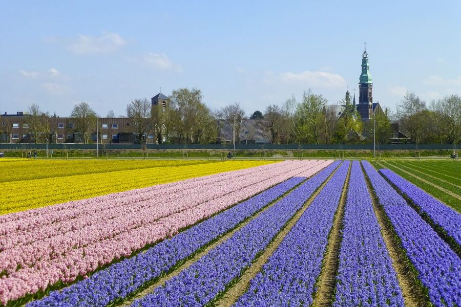 Keukenhof: Flower Fields Small-Group Cultural Bike Tour - The best time to book
