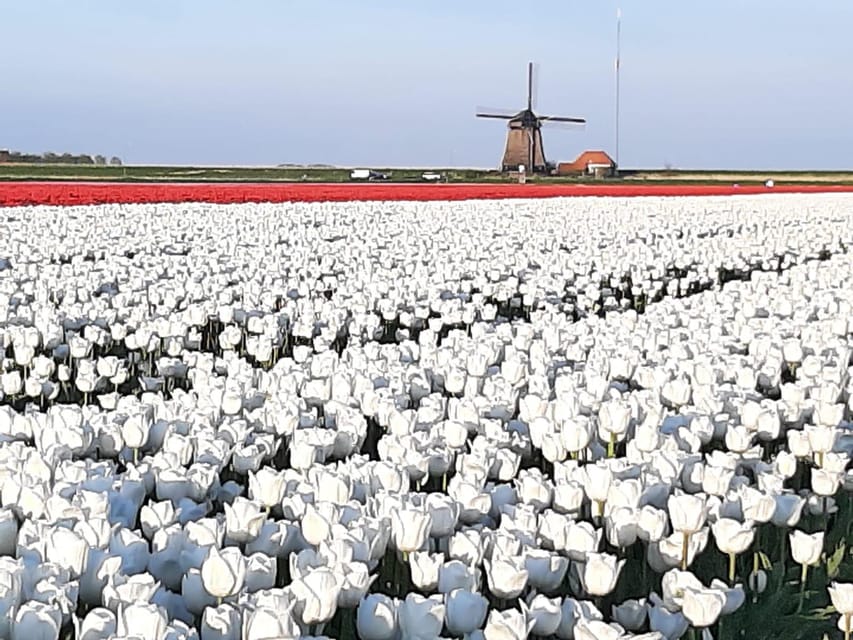 Keukenhof: Private Tulip & Windmill tour with cheese tasting - Starting with the windmills at Zaanse Schans