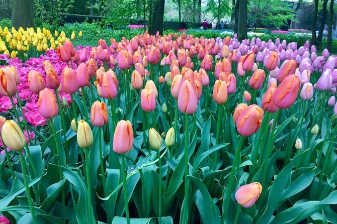 Keukenhof's Tulips and Windmills Small-Group Tour from Amsterdam - Wooden shoes and the clog workshop