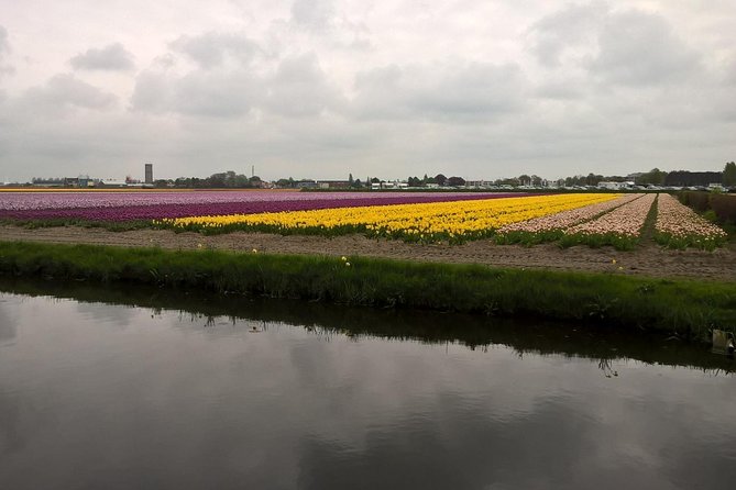 Keukenhof's Tulips and Windmills Small-Group Tour from Amsterdam - Flower timing can make or break the experience