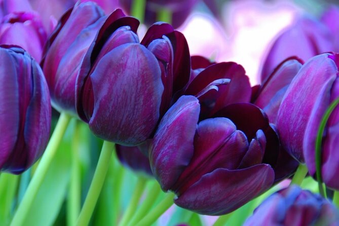 Keukenhof - spring garden from Rotterdam, Delf & The Hague - Keukenhof is worth making the day about