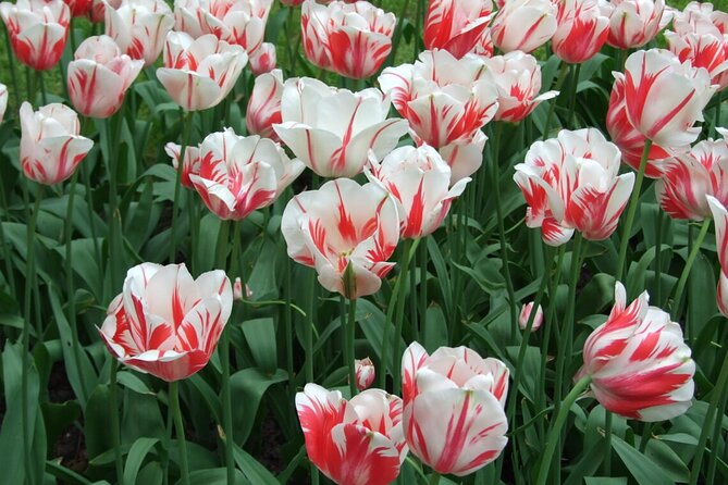 Keukenhof - spring garden from Rotterdam, Delf & The Hague - Should you book this tour?