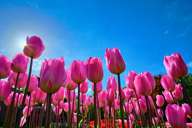 Keukenhof Tulip Garden Tour - Key points to know before booking