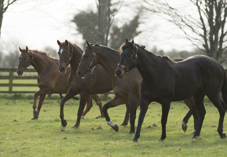 Kildare: Irish National Stud & Gardens - Who will enjoy this visit most?
