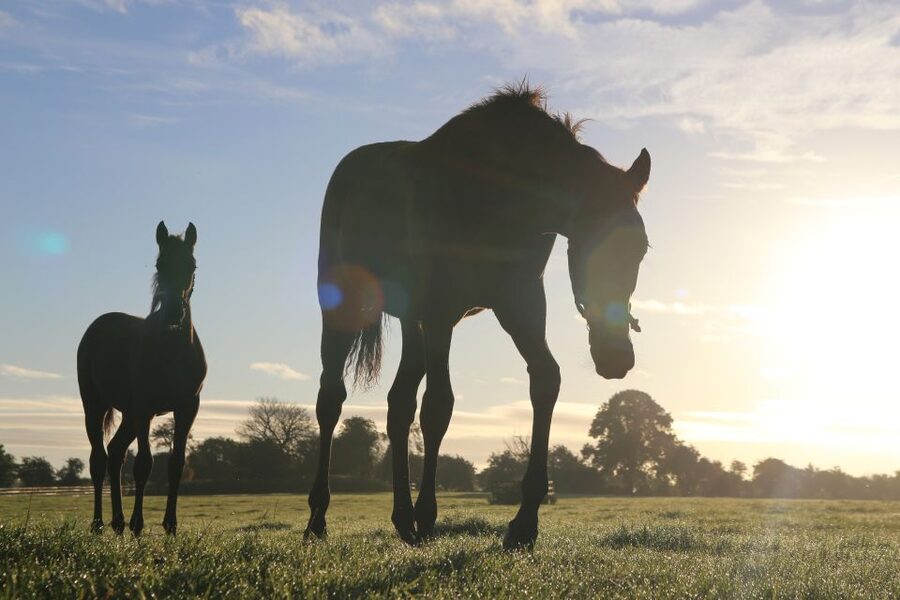 Kildare: Irish National Stud & Gardens - Start with the public tour of the stud