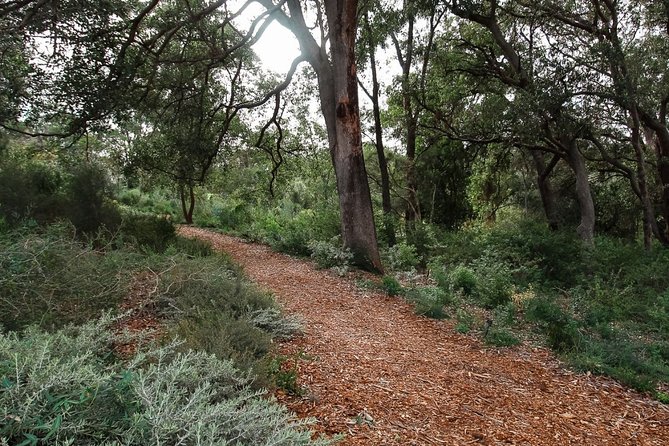 Kings Park Botanicals And Beyond - The 750-year-old boab tree