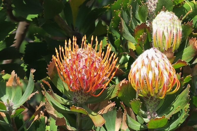 Kirstenbosch Botanical Gardens and Constantia Wine Tasting Tour. - Groot Constantia and the story of 1685