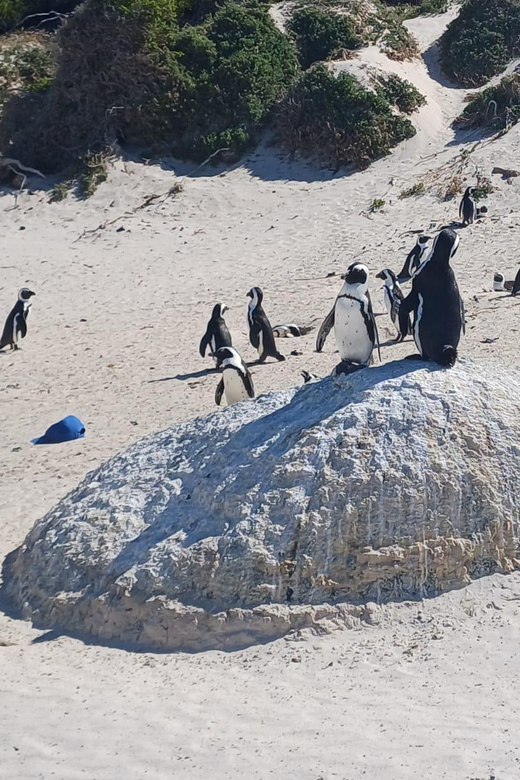 Kirstenbosch Garden, Bo-Kaap-Penguins & Cape Peninsula Tour - Boulders Beach and its African penguin colony