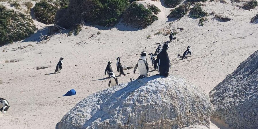 Kirstenbosch Garden, Bo-Kaap-Penguins & Cape Peninsula Tour - Crosses, ostriches, and brief stops on the return route
