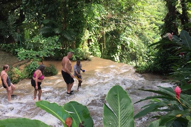 Konoko Falls and Tropical Garden Tour from Runaway Bay - Starting with orchids, ponds, and tropical plants