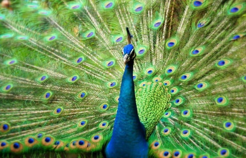 Kuala Lumpur: Bird Park, Butterfly & Garden Private Tour - Key points to know before booking