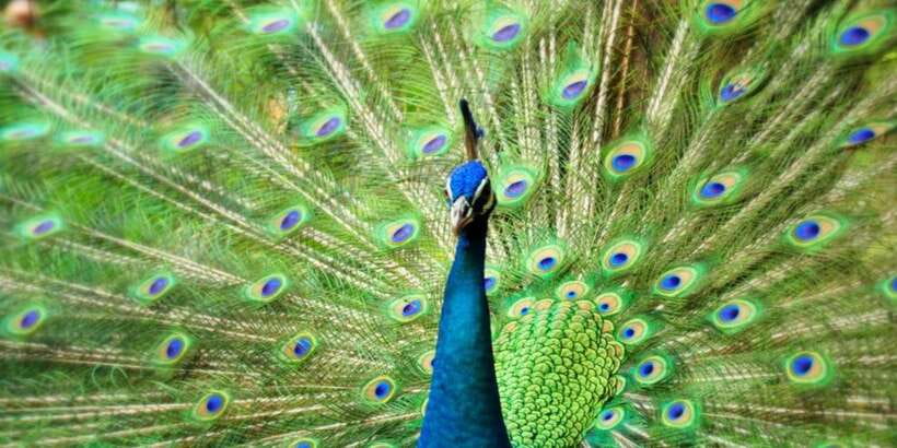 Kuala Lumpur: Bird Park, Butterfly & Garden Private Tour - Should you book it?