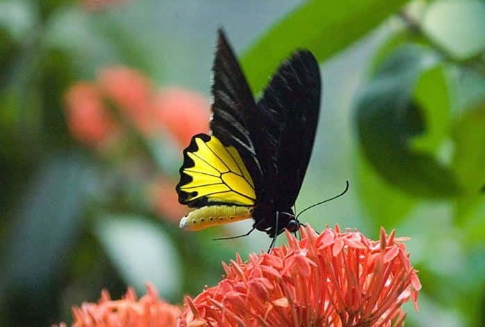 Kuala Lumpur: Bird Park, Butterfly & Garden Private Tour - A half-day among Kuala Lumpur’s birds and flowers