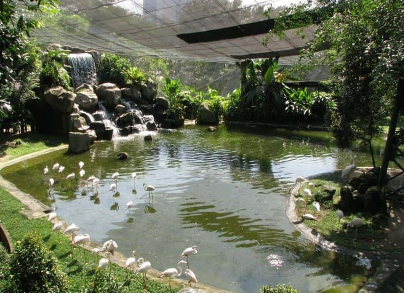 Kuala Lumpur: Bird Park, Butterfly & Garden Private Tour - Butterfly Park: close encounters, with a shorter appeal