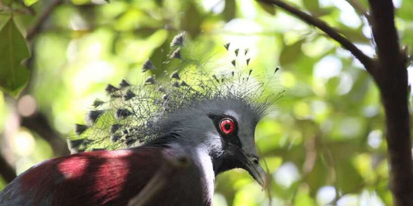 Kuala Lumpur: Bird Park, Butterfly & Garden Private Tour - Orchids, hibiscus, and the garden route