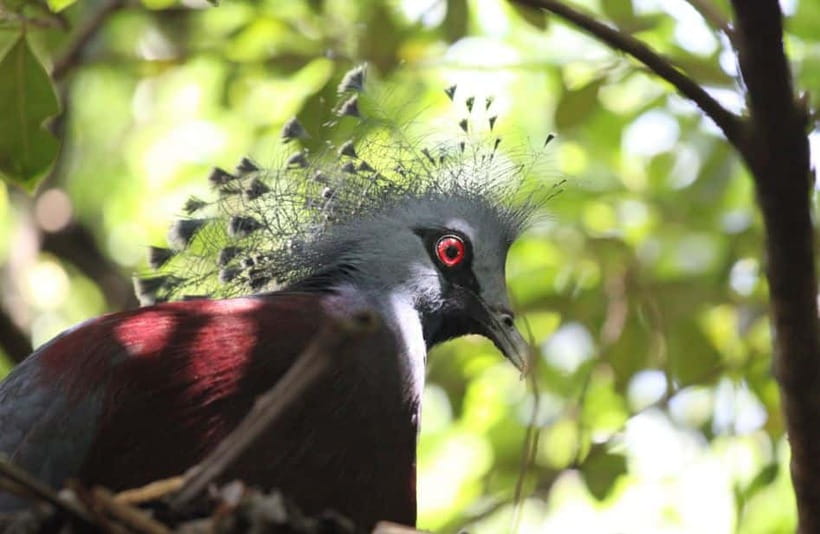 Kuala Lumpur: Bird Park, Butterfly & Garden Private Tour - What the driver-guide service really includes