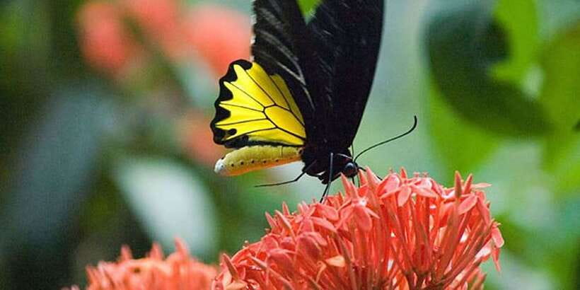 Kuala Lumpur: Bird Park, Butterfly & Garden Private Tour - Who should book this private park tour?