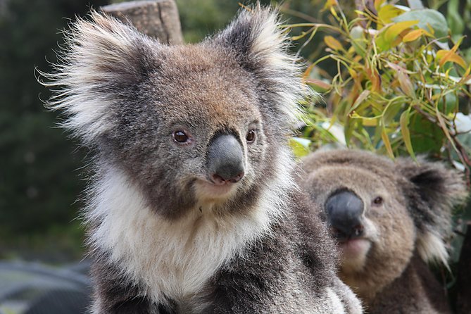 Kuranda Koala Gardens and Birdworld Admission Tickets - Nocturnal Wonders and the smaller Australian animals