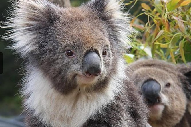 Kuranda Koala Gardens and Birdworld Admission Tickets - Walking to Birdworld for free-flying birds