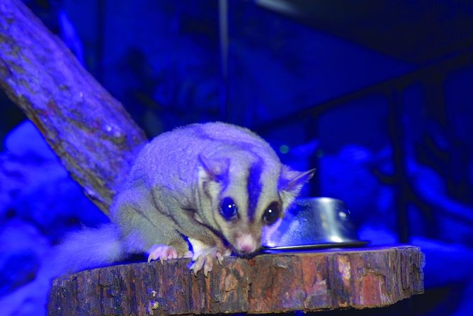 Kuranda Koala Gardens and Birdworld Admission Tickets - Timing, weather, and planning your visit
