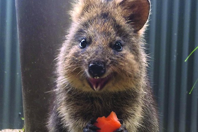 Kuranda Koala Gardens and Birdworld Admission Tickets - Starting with koalas, kangaroos, and wallabies
