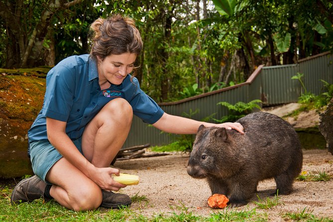 Kuranda Koala Gardens General Entry Ticket - A compact walk through Australian wildlife