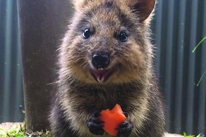 Kuranda Koala Gardens General Entry Ticket - What the North Queensland Wildlife Trust adds