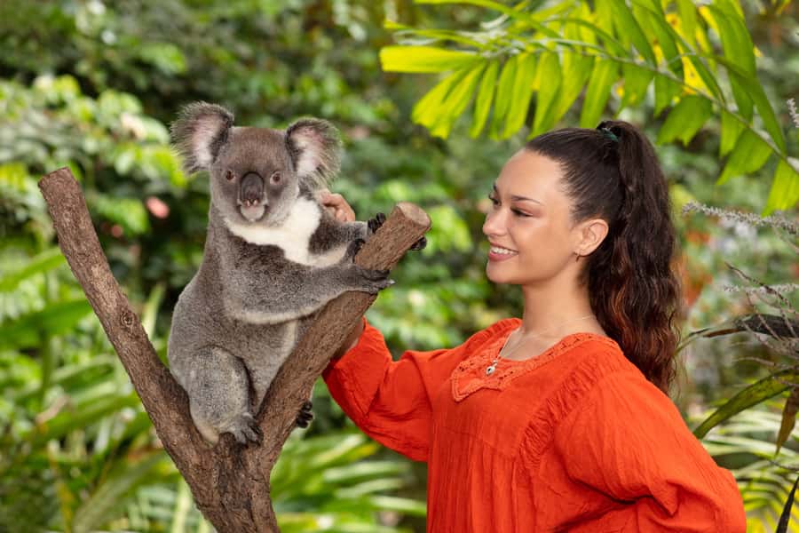 Kuranda Koala Gardens Park Entry - Key points at a glance