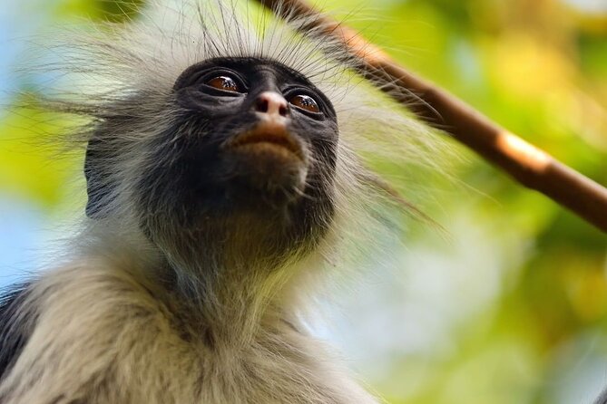 Kuza Cave, Monkey Tour, Secret Garden, Prison Island, Salaam Cave - What the $145 price really covers