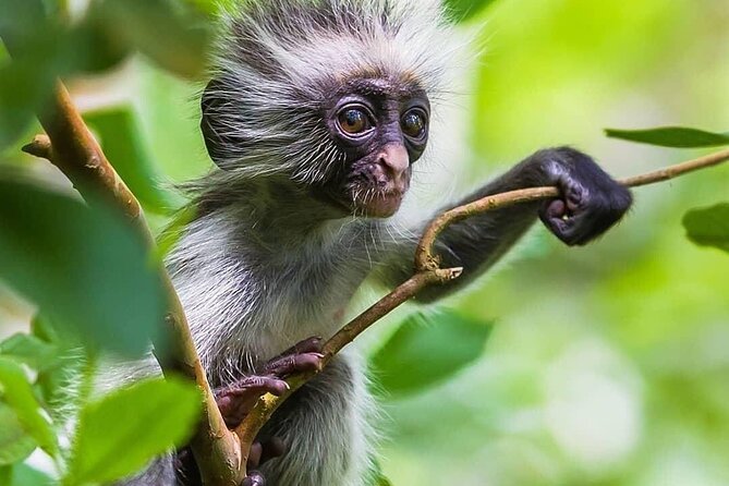 Kuza Cave, Monkey Tour, Secret Garden, Prison Island, Salaam Cave - Timing, comfort, and what to pack