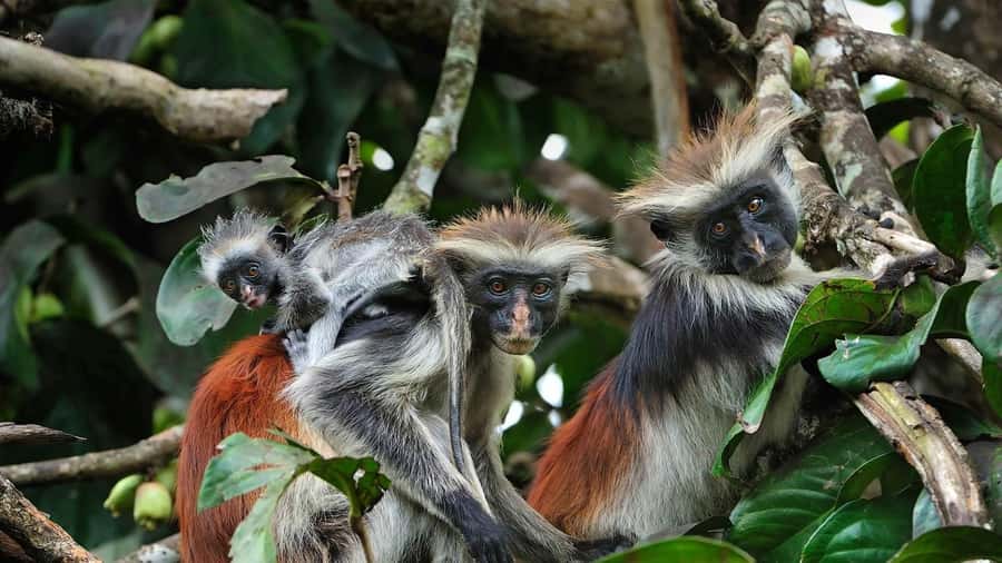 Kuza Cave, Rock Restaurant, Jozani Forest, Clear Kayaking - Jozani Mangrove Forest and a slower change of pace