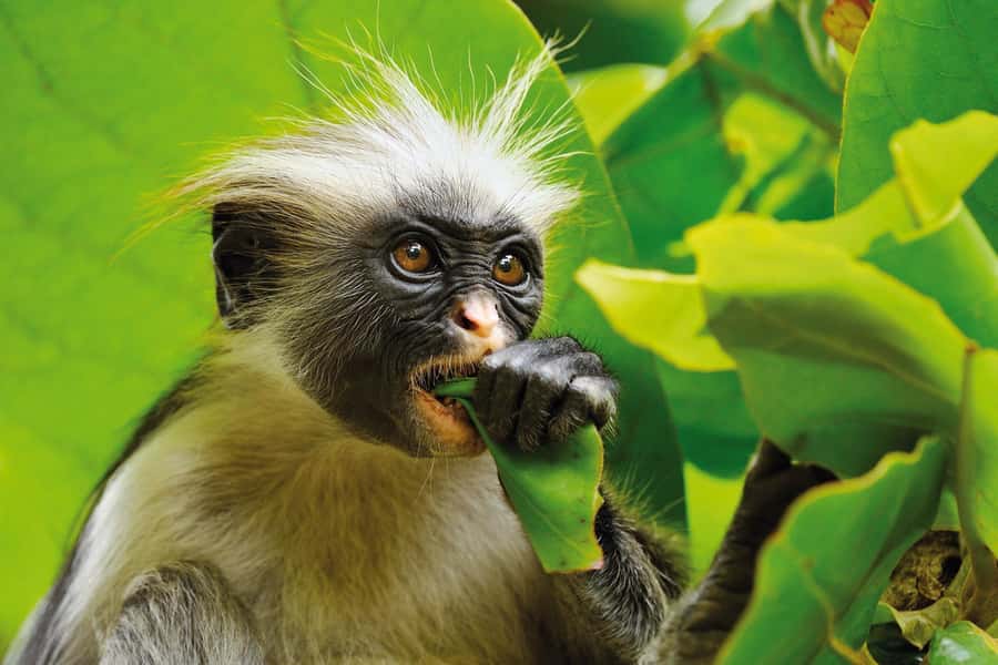 Kuza Cave, Rock Restaurant, Jozani Forest, Clear Kayaking - Who should book this experience?