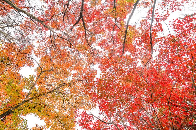 Kyoto Arashiyama Bamboo forest & Garden Half-Day Walking Tour - Togetsukyo Bridge and the end of the route
