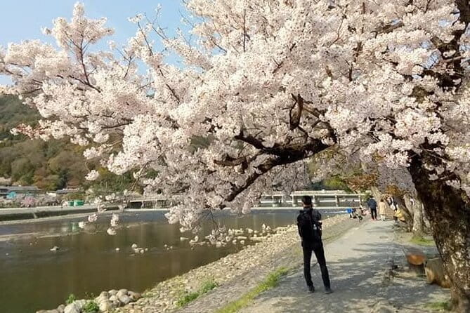 Kyoto Sakura & Hidden Gems of Timeless Tradition - Otagi Nenbutsuji and the quieter side of Saga