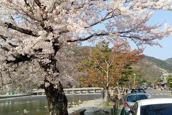 Kyoto Sakura & Hidden Gems of Timeless Tradition - Starting at Karasuma Station at 9:30 am