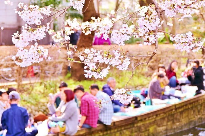 Kyoto Spring Evening (Cherry Blossom) Food Tour - What $217 buys you, and what it does not