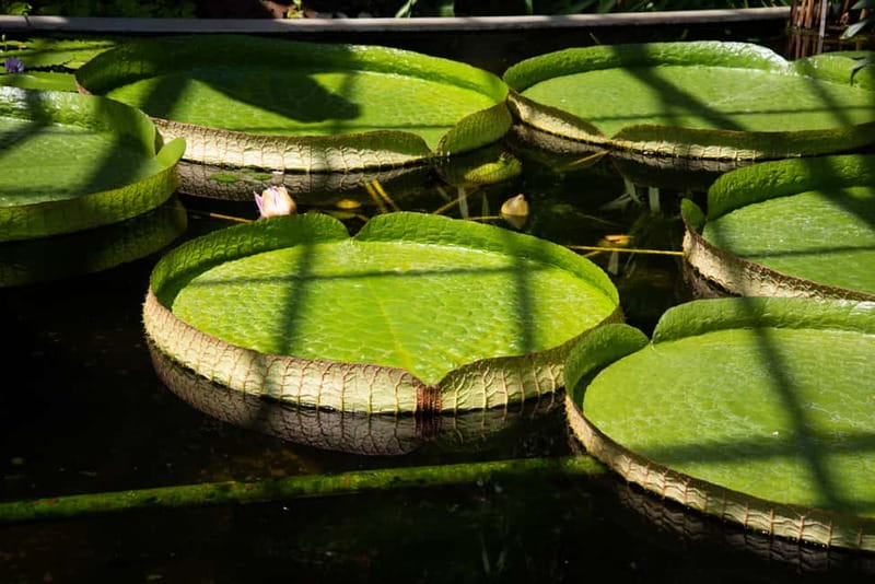 Lake Maggiore Gardens: Botanical Gardens Gourmet Food Cruise - Key points to know before you go