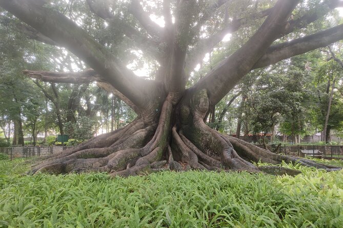 Lalbagh Botanical Garden Early Morning Walk + Breakfast at MTR - Lalbagh Lake and the garden’s long story