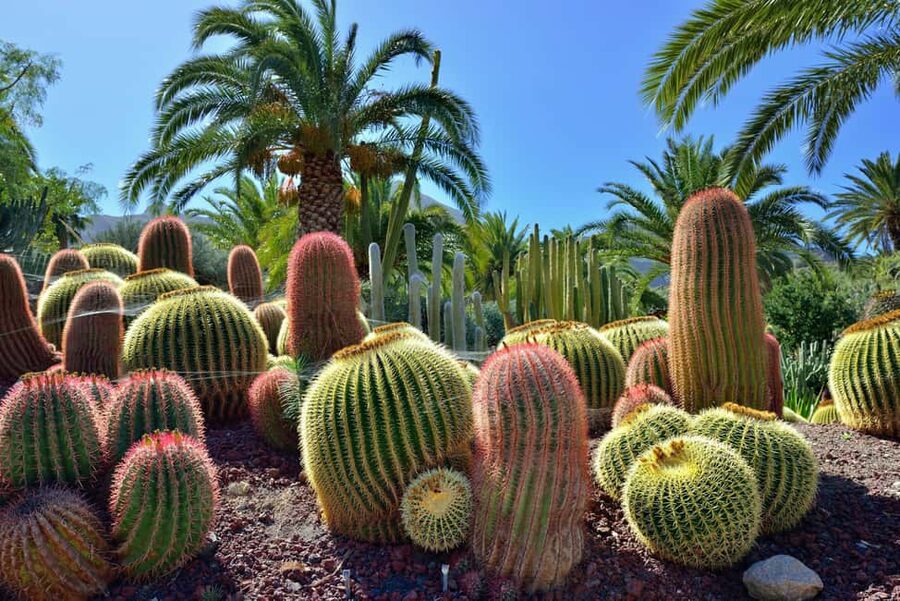 Lanzarote North Premium: Cueva Verdes, Jameos Agua, Mirador, and Cactus Garden - Who will enjoy this tour most