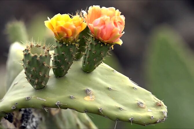 Lanzarote Tour: Lagomar Museum, Cactus Garden & La Graciosa - Price, timing, and practical value