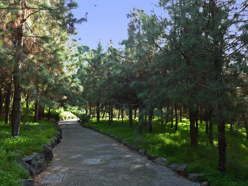 Las Palmas: Botanic Garden Tour (Bandama Caldera Option) - Why this garden deserves a half-day slot