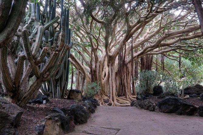 Las Palmas, Botanical Garden & Bandama Crater tour - Gran Canaria - Las Canteras and Las Arenas: Your Longest Stop