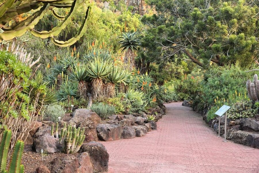 Las Palmas, Botanical Gardens and Bandama Volcano Tour - The Canary Islands Botanical Garden in 45 minutes