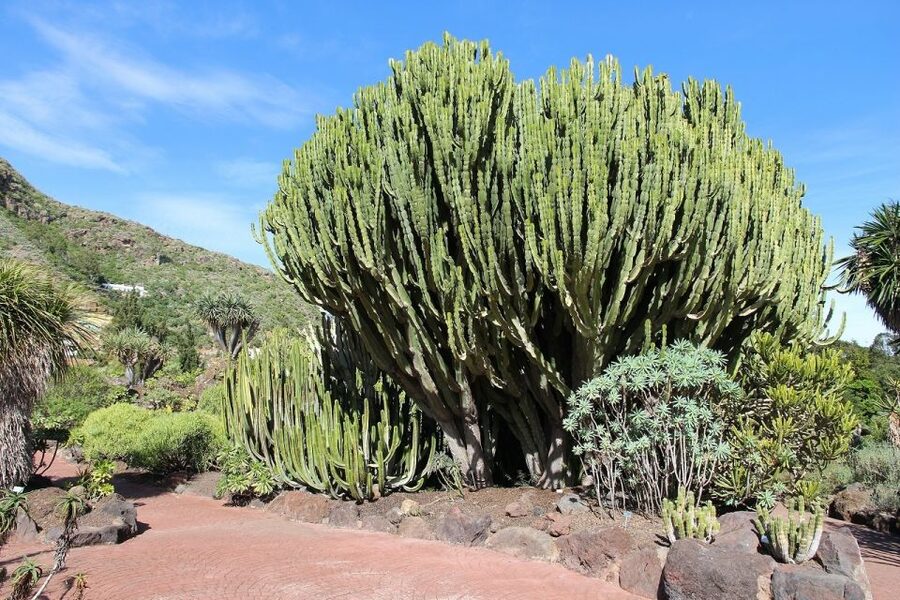 Las Palmas, Botanical Gardens and Bandama Volcano Tour - Las Canteras Beach and the Alfredo Kraus area