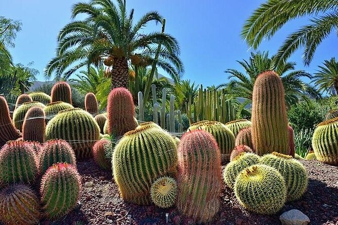 Las Palmas Tour: Vegueta, Botanical Garden & Bandama Crater - Viera y Clavijo Botanical Garden: beautiful, but tightly timed