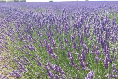 Lavender Beauty Small Group Half Day Tour from Avignon