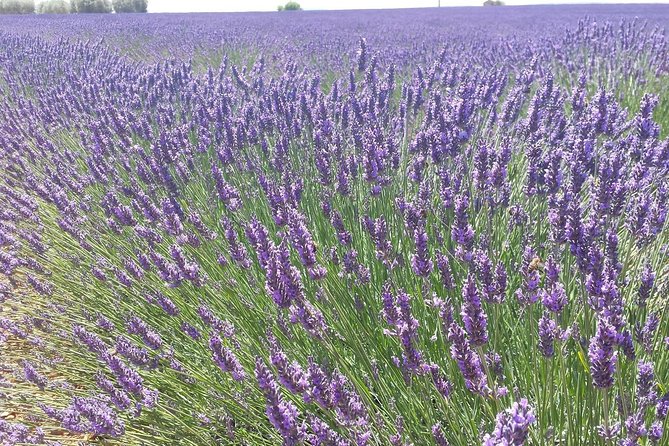 Lavender Beauty Small Group Half Day Tour from Avignon - Guides Who Add Value
