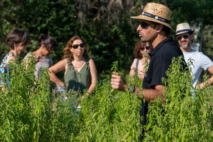 Lavender Field & Distillery Tour between Nimes & Arles - The perfume bar makes the lesson practical